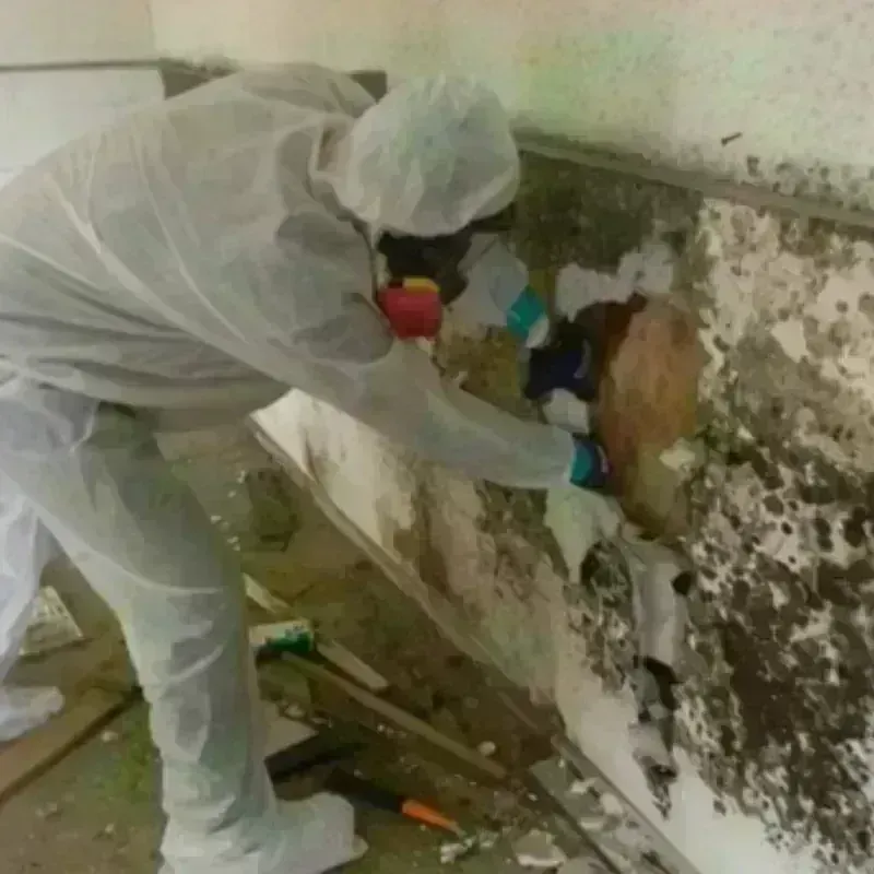 Mold Remediation and Removal in Warwick, NY